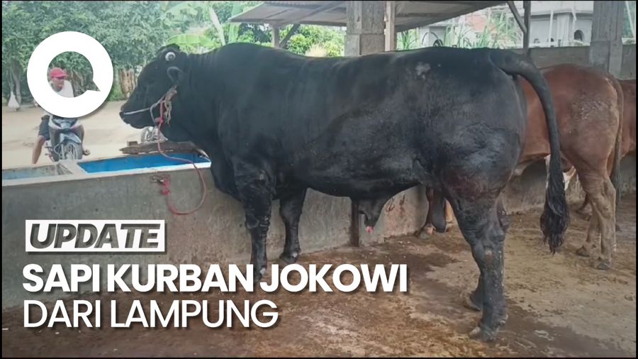 Penampakan Sapi Brangus yang Dibeli Jokowi dari Peternak Lampung