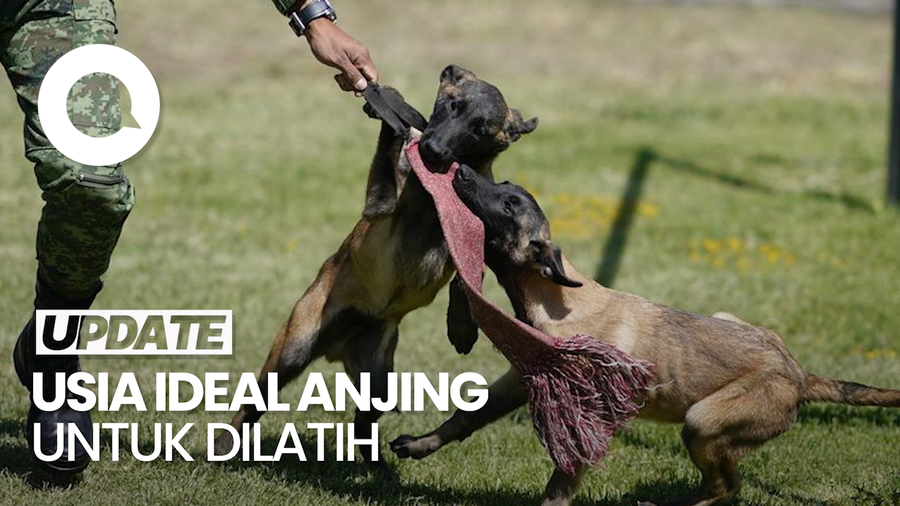 Usia Ideal Anjing untuk Dilatih agar Patuh pada Handler