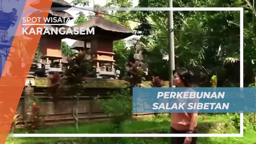 Berkunjung ke Perkebunan Salak Desa Sibetan Karangasem