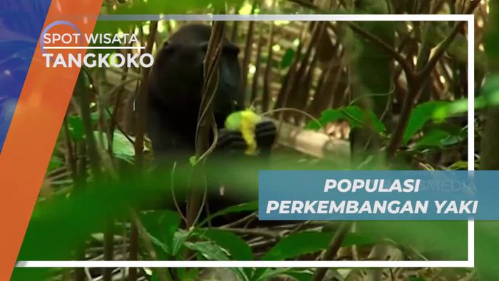Penelitian Populasi Yaki di Hutan Cagar Alam Tangkoko