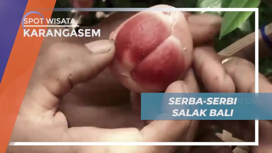 Mengenal Serba-serbi Salak Bali di Karangasem
