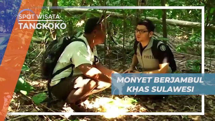 Pencarian Yaki di Hutan Cagar Alam Tangkoko