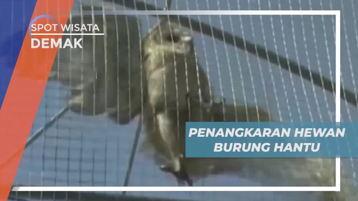 Berkunjung ke Penangkaran Hewan Burung Hantu Demak