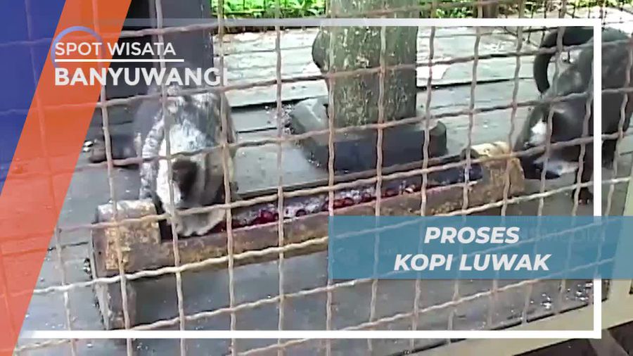Melihat Pengolahan Kopi Luwak di Kota Banyuwangi