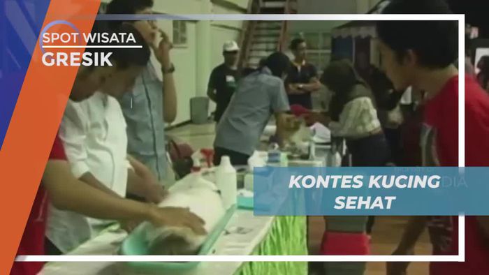 Kontes Unik Kucing Sehat di Kota Gresik