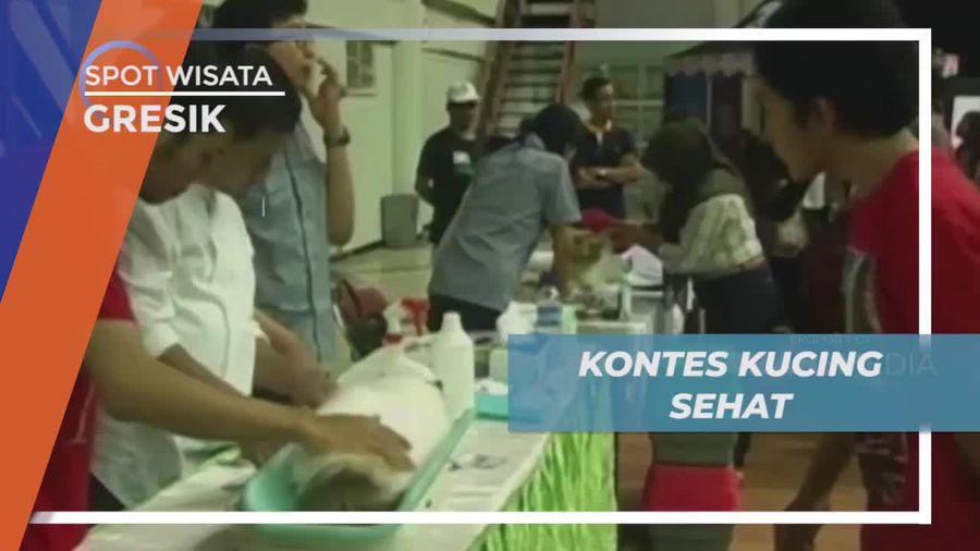 Kontes Unik Kucing Sehat di Kota Gresik