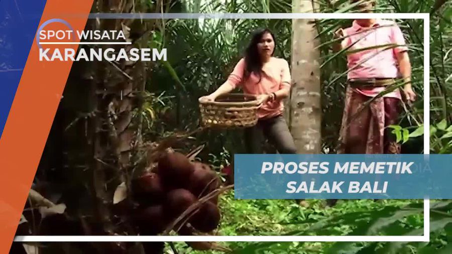 Memetik Salak Bali Langsung di Kebunnya, Karangasem