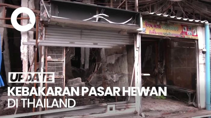 1.000 Ekor Lebih Hewan Eksotik Mati Dalam Kebakaran Pasar di Thailand