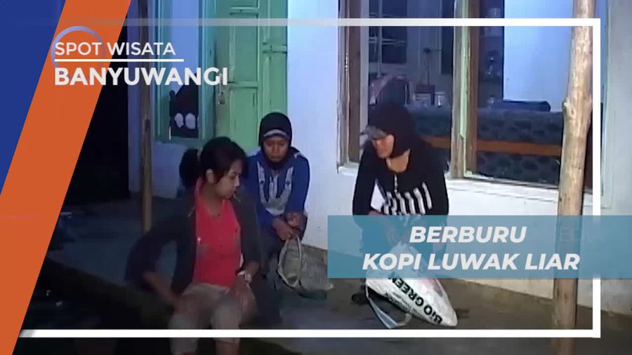 Berburu Kopi Luwak Liar di Pagi Buta, Banyuwangi