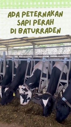 Main-main ke Peternakan Sapi Perah di Baturraden Purwokerto