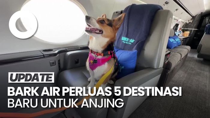 Maskapai Penerbangan Anjing Terbang ke 5 Destinasi Baru