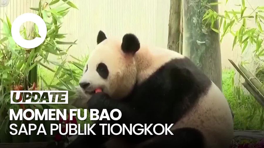 Kembali dari Korsel, Panda Raksasa Fu Bao Sapa Publik Tiongkok