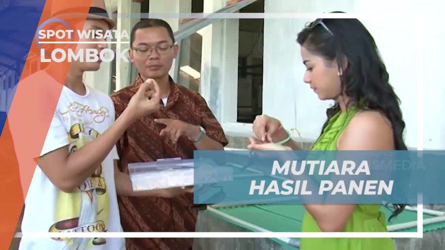 Melihat Keindahan dan Kilauan Warna Mutiara Hasil Panen di Lombok