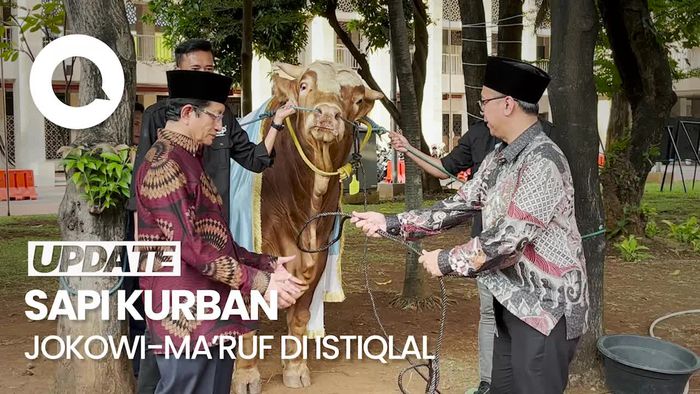 Masjid Istiqlal Terima Sapi Kurban Jokowi-Maruf Amin Seberat 1 Ton