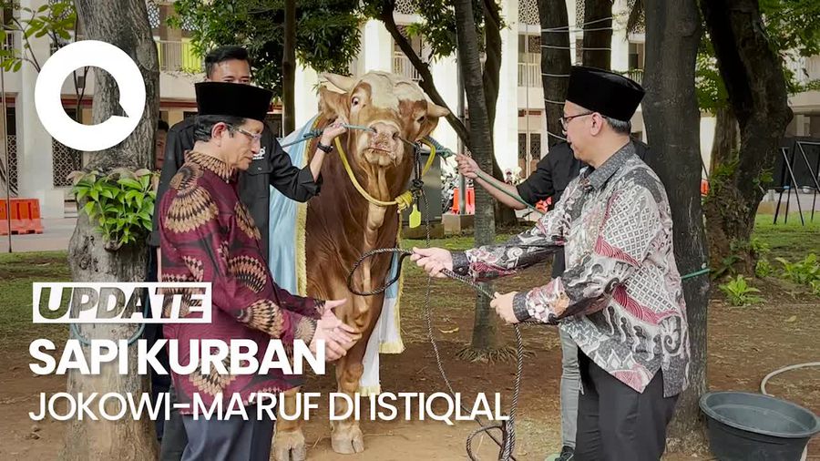 Masjid Istiqlal Terima Sapi Kurban Jokowi-Maruf Amin Seberat 1 Ton