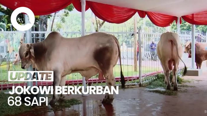 Jokowi Berkurban 68 Sapi ke Seluruh Provinsi, Termasuk IKN