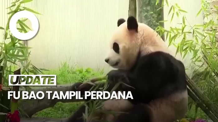 Momen Panda Fu Bao Debut Publik di Tiongkok