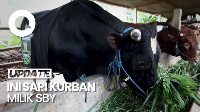 Perawakan Sapi Kurban Werkudara-Antasena Milik SBY, Beratnya Capai 1 Ton