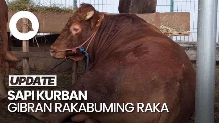 Melihat Sapi Kurban Gibran Berbobot 700 Kg di Masjid Al-Azhar