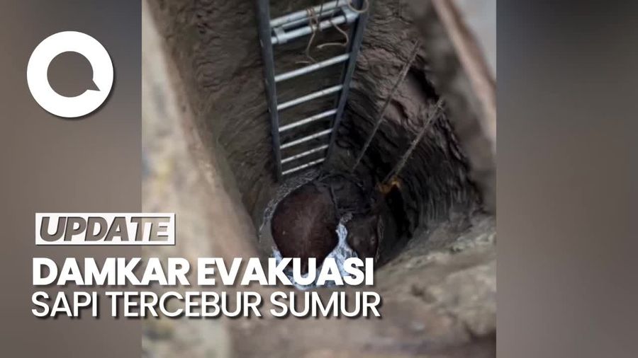 Momen Evakuasi Sapi Kurban Tercebur Sumur Sedalam 6 Meter di Pacitan