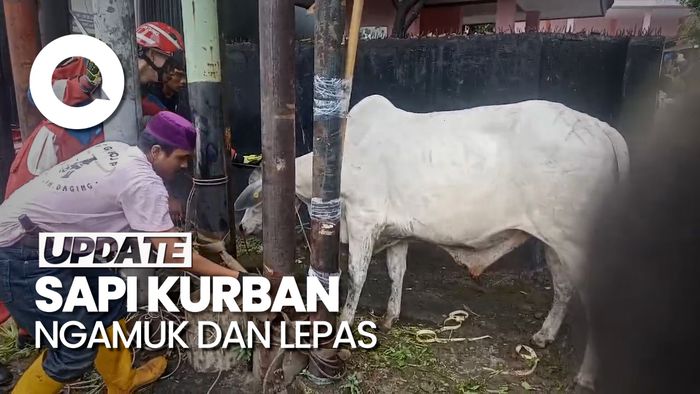 Mau Dibawa ke Masjid, Sapi Kurban di Jaktim Ngamuk dan Kabur