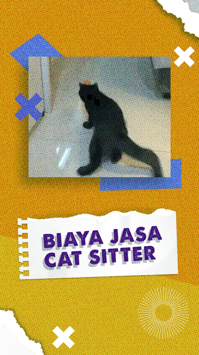 Mau Pakai Jasa Cat Sitter, Berapa Tarifnya?