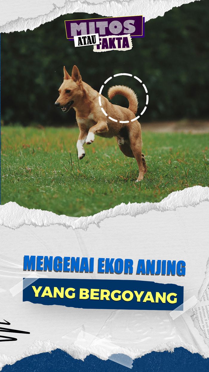 Mitos atau Fakta: Ekor Anjing Bergoyang Tanda Lagi Bahagia