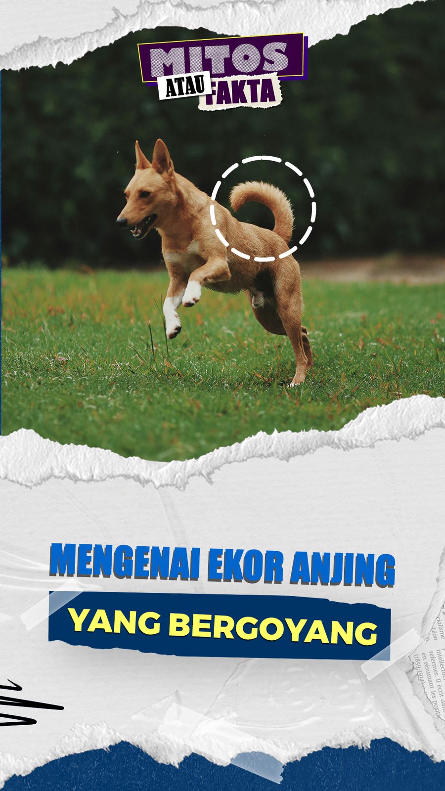 Mitos atau Fakta: Ekor Anjing Bergoyang Tanda Lagi Bahagia