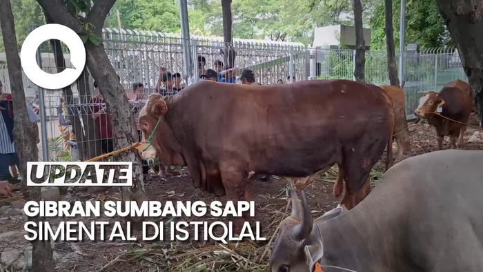 Melihat Sapi Kurban Gibran yang Berbobot 1,2 Ton