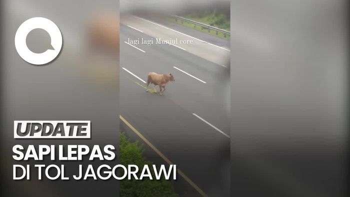 Heboh Sapi Kurban Lepas di Tol Jagorawi, Bikin Macet