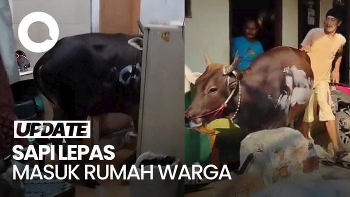 Sapi Kurban Kabur-Masuk ke Rumah di Jakut, Warga Kocar-Kacir