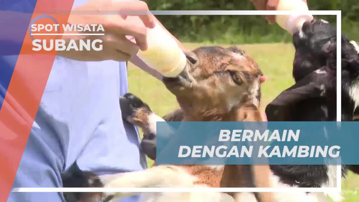 Momen Menggemaskan Bermain Dengan Kambing di Subang