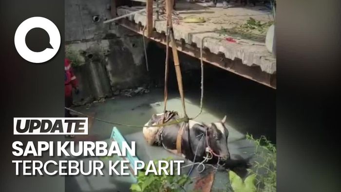 Duh! Sapi Kurban di Surabaya Tercebur ke Parit Gegara Kaget Dengar Klakson