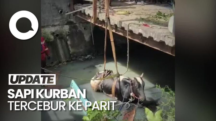 Duh! Sapi Kurban di Surabaya Tercebur ke Parit Gegara Kaget Dengar Klakson