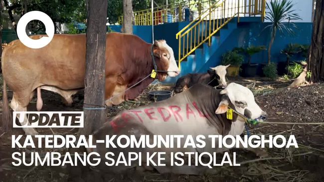 Gereja Katedral Komunitas Tionghoa Sumbang Sapi Kurban Ke Masjid Istiqlal