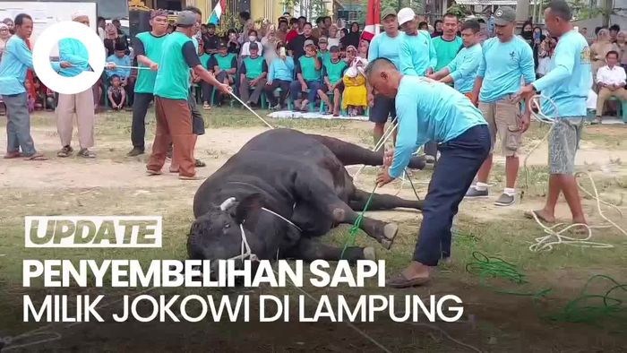 Antusias Warga Lampung Tonton Penyembelihan Bonbon, Sapi Kurban dari Jokowi