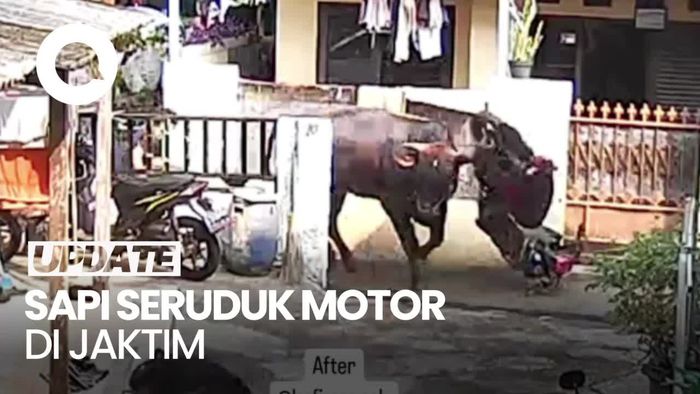 Detik-detik Sapi Kurban Ngamuk, Seruduk Motor Warga di Jaktim