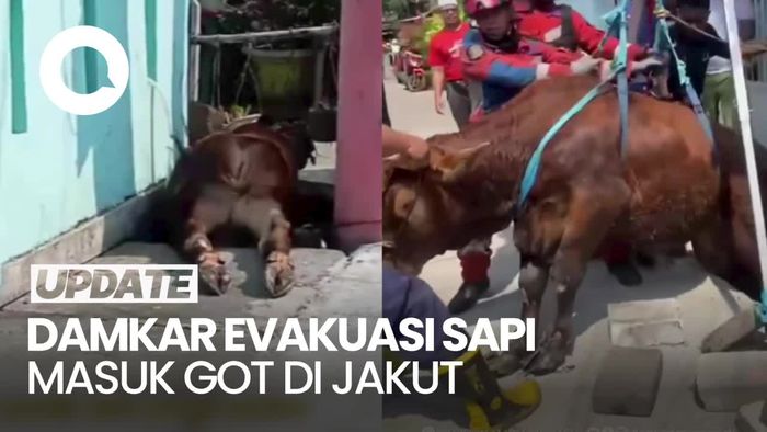 Momen Evakuasi Sapi Kurban Terperosok ke Got di Tanjung Priok Jakut