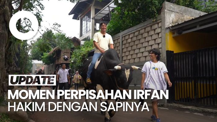 Irfan Hakim Ajak Sapi Jumbonya Keliling Rumah Jelang Dikurbankan