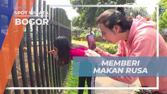 Momen Memberi Makan Rusa Bogor