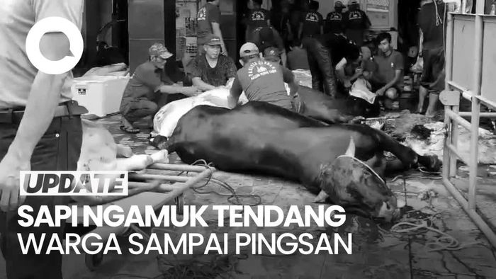Sapi di Bandar Lampung Ngamuk, Tendang Warga Sampai Muntah Darah-Pingsan
