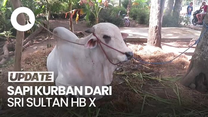 Bahagianya Warga Sleman dapat Sapi dari Sri Sultan Hamengku Buwono X