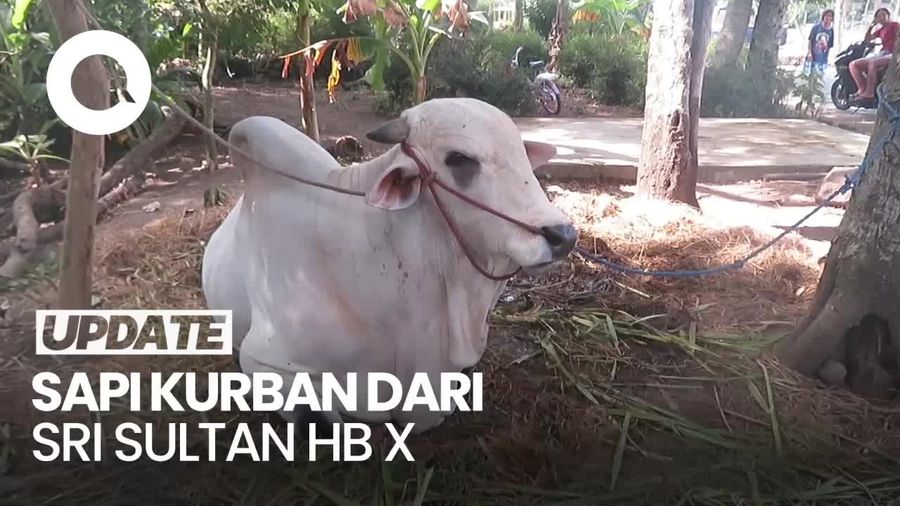 Bahagianya Warga Sleman dapat Sapi dari Sri Sultan Hamengku Buwono X