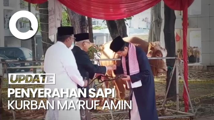 Momen Wapres Maruf Amin Serahkan Sapi Kurban ke Masjid Istiqlal