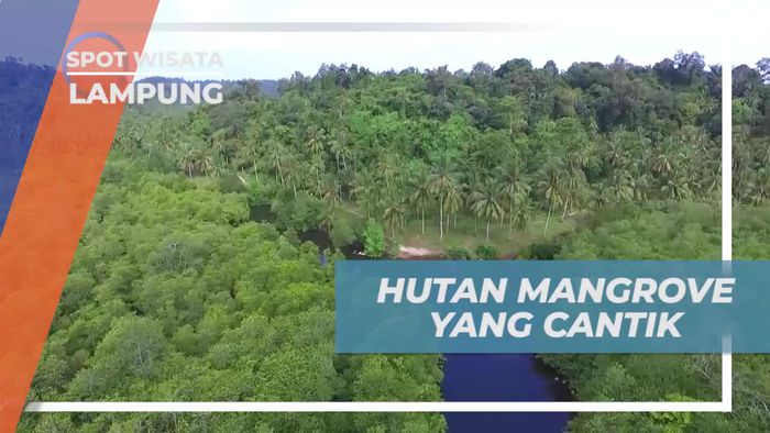 Mendayung Kayak Menyusuri Hutan Mangrove yang Cantik, Lampung