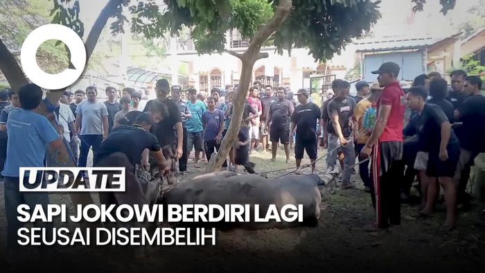 Momen Saat Sapi Kurban Jokowi Berdiri Lagi Setelah Disembelih