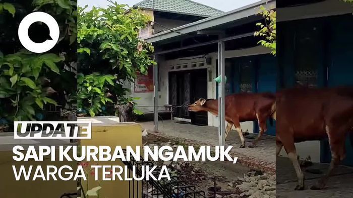 2 Sapi Kurban di Padang Ngamuk, 1 Warga Terluka