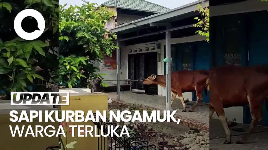2 Sapi Kurban di Padang Ngamuk, 1 Warga Terluka