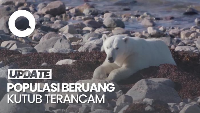 Beruang Kutub Terancam Punah Akibat Perubahan Iklim