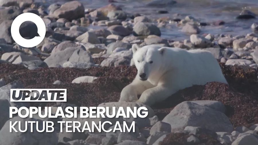 Beruang Kutub Terancam Punah Akibat Perubahan Iklim